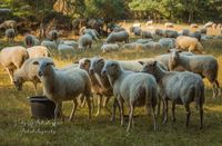 schapen bij Leuvenum