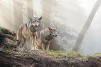 wolven in de mist